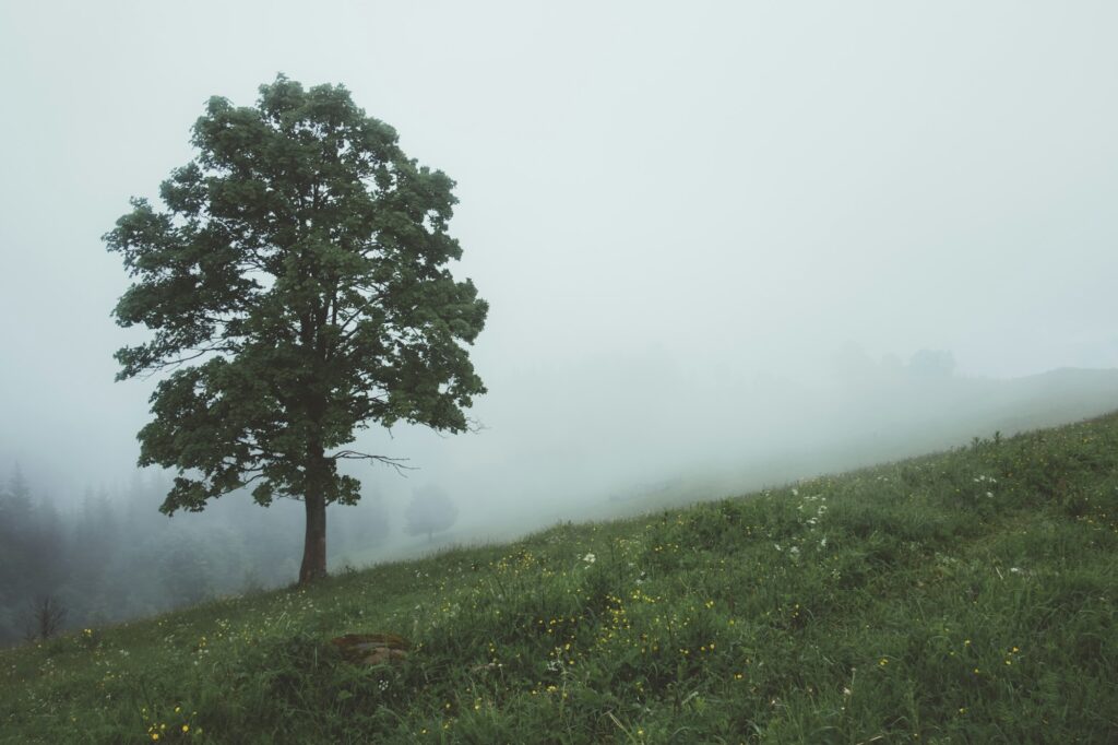 Alone tree in the fog