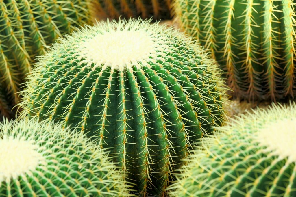 cactus