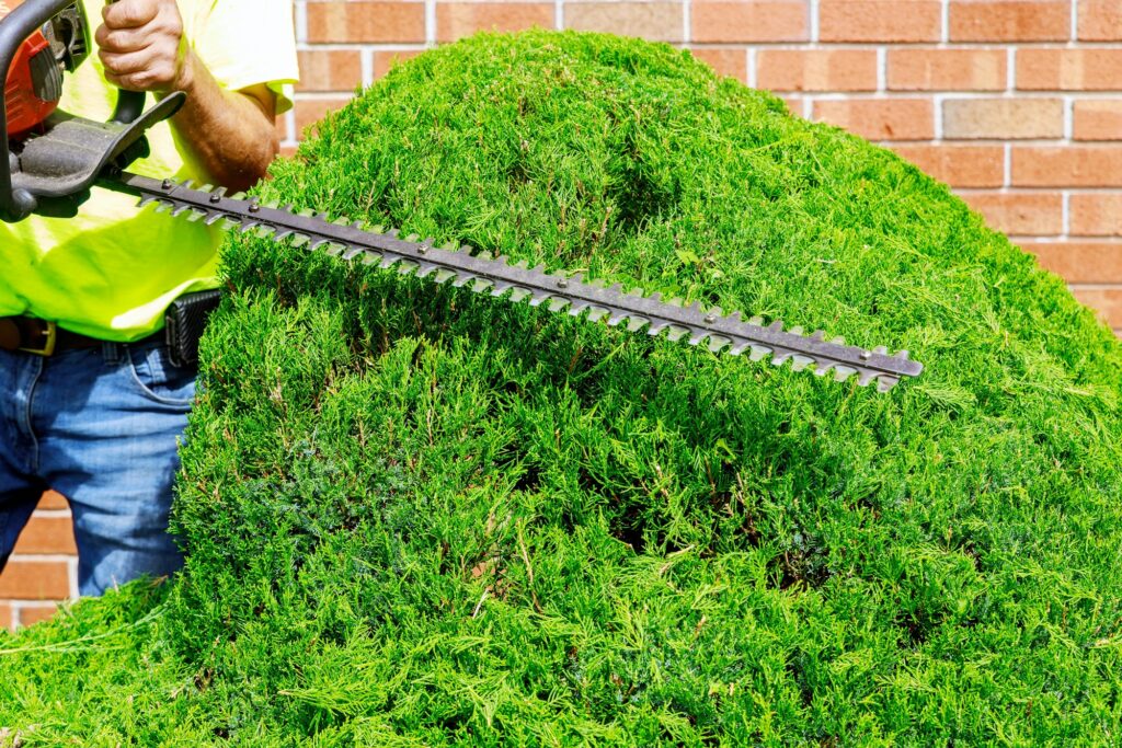 Gardener in trimming trees with telescopic pole saw with pruner in park