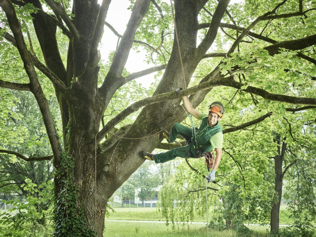 Tree cutter hanging on rope in tree